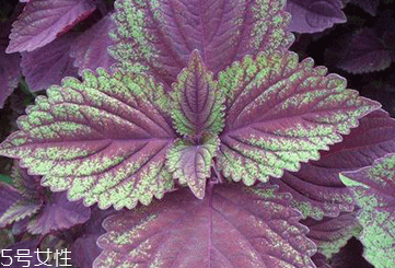 紫苏叶的价格(紫苏叶价格多少钱一斤)