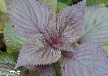 艾叶的药理作用(艾叶的药理作用及应用)