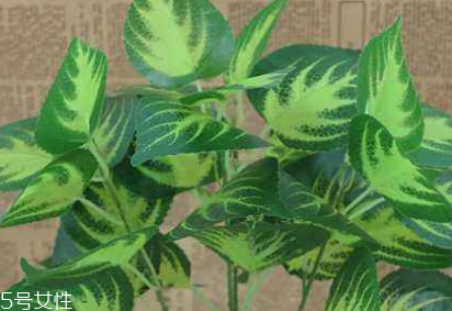 哺乳期能吃紫苏叶吗(哺乳期能吃紫苏叶吗)