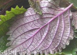紫苏叶的营养价值(紫苏叶的营养价值及功效和作用)