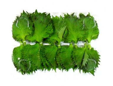 紫苏叶泡茶的禁忌(紫苏叶泡水喝的禁忌)