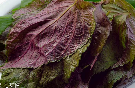 紫苏叶和什么相克(紫苏叶和什么相克)
