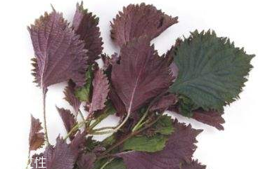 紫苏叶和陈皮可以用吗(紫苏叶和陈皮可以用吗)