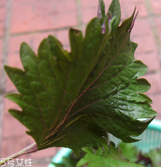 紫苏叶能药用吗(紫苏叶的药用)