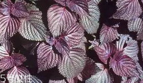 紫苏叶的田间管理(紫苏叶的种植方法)