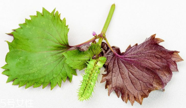 紫苏叶的食用禁忌(紫苏叶的食用禁忌)