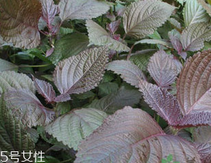 紫苏煎豆腐的做法(紫苏煎豆腐的做法)