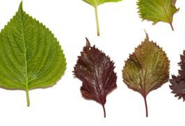 鸭蛋紫苏汤怎么做(鸭蛋紫菜汤)