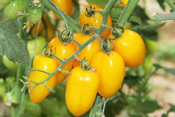 圣女果为什么不能和黄瓜一起吃(圣女果能和黄瓜一起吃吗) 圣女果为什么不能和黄瓜一起吃(圣女果能和黄瓜一起吃吗)