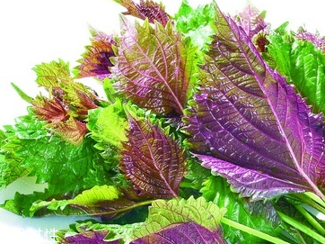 紫苏叶的主要价值(紫苏叶的药用价值)