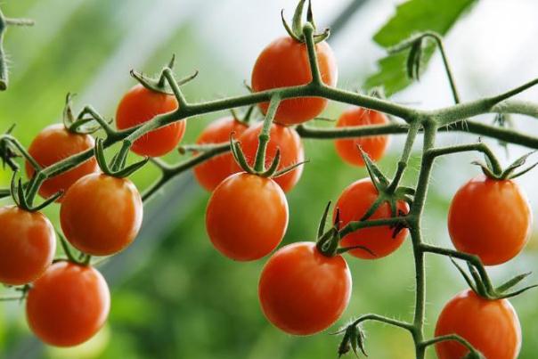 圣女果可以多吃不(圣女果可以多吃不) 圣女果可以多吃不(圣女果可以多吃不)