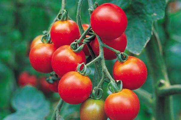 圣女果对糖尿病的好处(圣女果对糖尿病的好处)