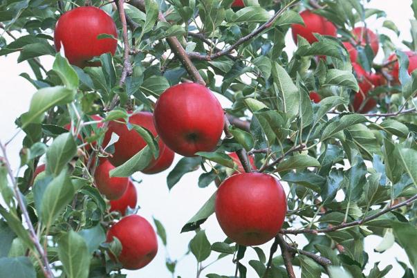 吃苹果有什么坏处?(每天吃苹果有什么好处) 吃苹果有什么坏处?(每天吃苹果有什么好处)