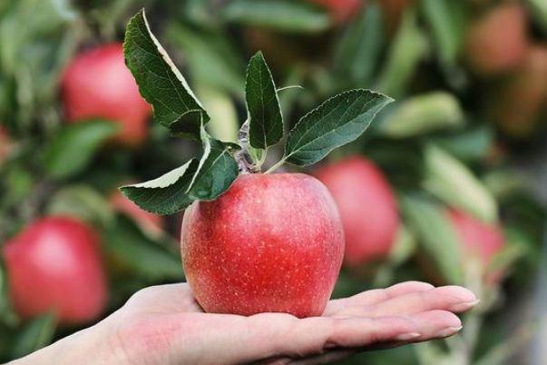 吃苹果的功效和作用(吃苹果的功效和作用禁忌) 吃苹果的功效和作用(吃苹果的功效和作用禁忌)