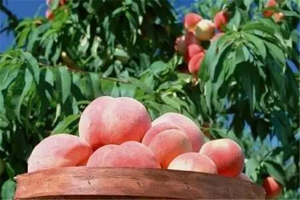 桃子可以做什么美食(桃子可以做什么美食)