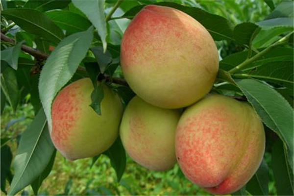 桃子毛弄到眼睛里怎么办(桃子毛弄到眼睛里怎么办)