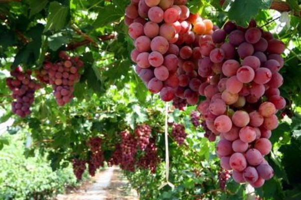 葡萄可以放冰箱冷藏吗(葡萄储存保鲜方法)