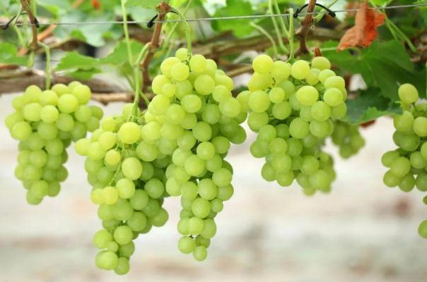 葡萄对肝好吗(葡萄对肝好吗)