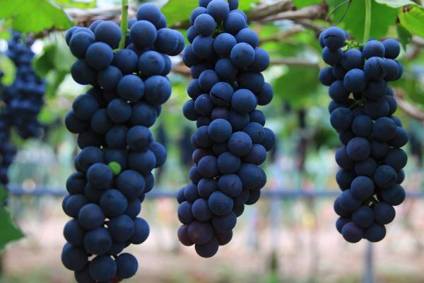 吃葡萄的最佳时间(吃葡萄的最佳时间是几点) 吃葡萄的最佳时间(吃葡萄的最佳时间是几点)