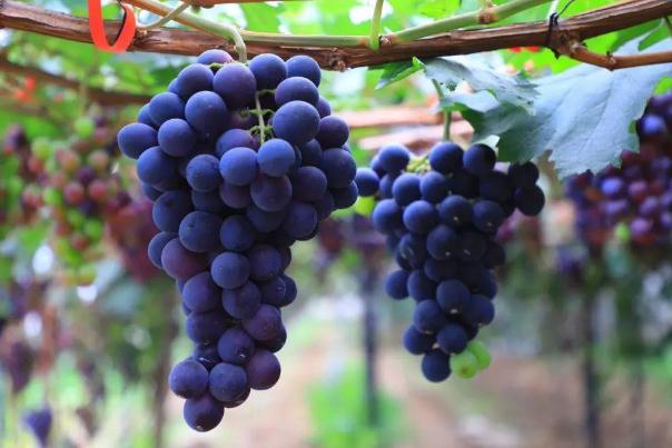 葡萄有多少种品种(葡萄都有啥品种)