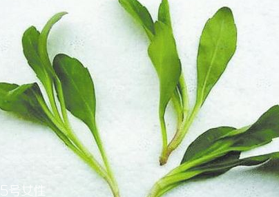 小孩能吃马兰头吗(小孩能吃马兰头吗)