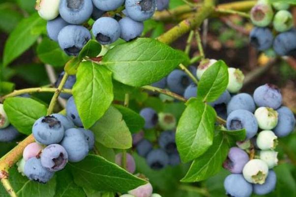 蓝莓能空腹吃吗(蓝莓能空腹吃吗什么时候吃最好)