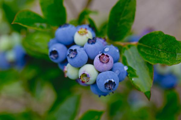 蓝莓可以冷冻保存吗(蓝莓可以冷冻保存吗?)