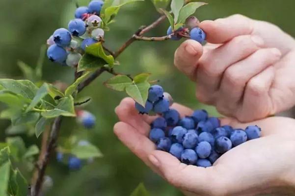 蓝莓的功效和作用(蓝莓的功效和作用及营养价值) 蓝莓的功效和作用(蓝莓的功效和作用及营养价值)