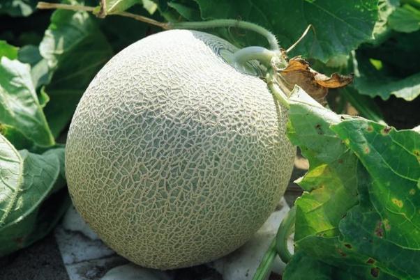 哈密瓜为什么会变苦(哈密瓜为什么会变苦?) 哈密瓜为什么会变苦(哈密瓜为什么会变苦?)