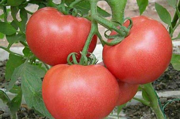 西红柿是发物吗(西红柿是发物吗?)