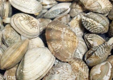 文蛤的分类(文蛤的分类)