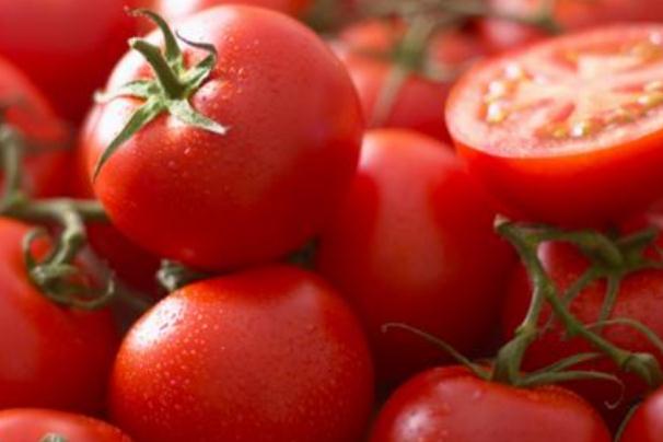 西红柿生吃能吸收番茄红素吗(西红柿生吃能吸收番茄红素吗)