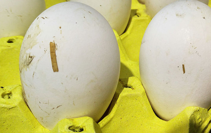 天麻鹅蛋的食用方法(天麻鹅蛋的功效和作用及食用方法)