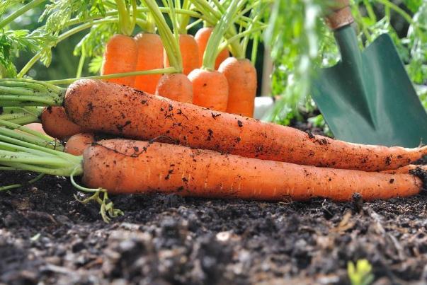 孕妇能生吃胡萝卜吗(孕妇能生吃胡萝卜吗)