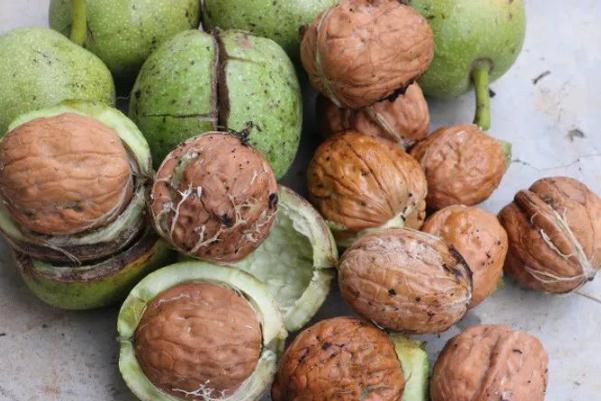 吃核桃的最佳时间(吃核桃的最佳时间是几点钟)