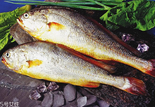 黄花鱼怎么样(黄花鱼长什么样) 黄花鱼怎么样(黄花鱼长什么样)