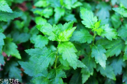 菊花菜玉米笋的做法(玉米笋怎么做菜)