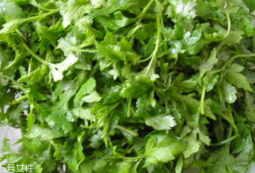 菊花脑的好处(菊花脑的花有什么用处)