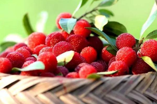 杨梅可以直接吃吗(杨梅可以直接吃吗)