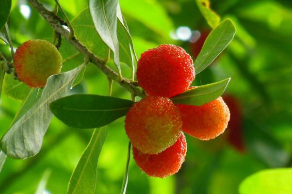 杨梅为什么有虫子(杨梅为什么有虫子) 杨梅为什么有虫子(杨梅为什么有虫子)