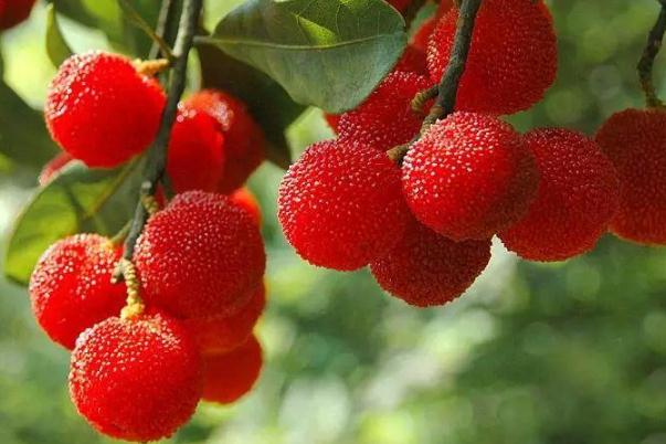 杨梅核吞了怎么办(一岁半宝宝把杨梅核吞了怎么办)