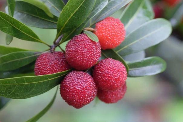 杨梅为什么有虫(杨梅为什么有虫子)