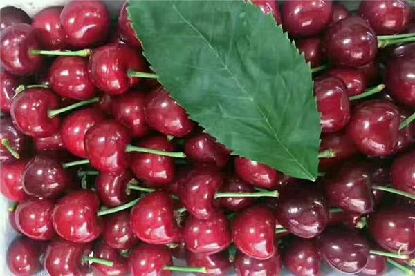 樱桃和车厘子哪个营养价值高(樱桃营养价值高还是车厘子营养价值高) 樱桃和车厘子哪个营养价值高(樱桃营养价值高还是车厘子营养价值高)