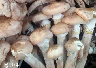 怎么区分野生榛蘑和种植榛蘑(榛蘑野生和种植区分) 怎么区分野生榛蘑和种植榛蘑(榛蘑野生和种植区分)