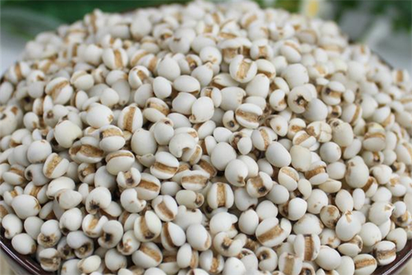 薏米祛湿茶喝多久有效(薏米祛湿茶可以天天喝吗)