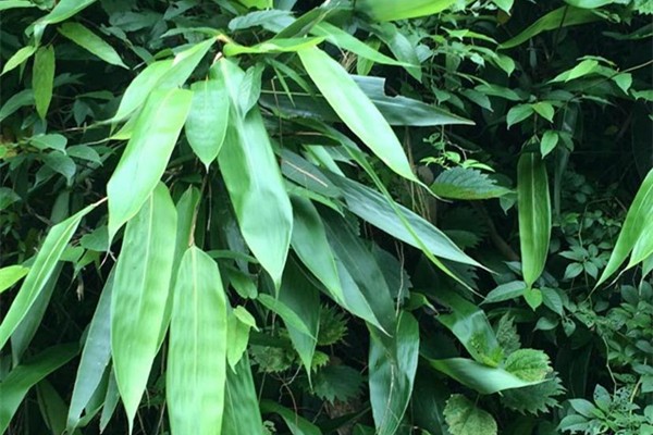 粽叶用不完怎么保存(粽叶用不完怎么保存) 粽叶用不完怎么保存(粽叶用不完怎么保存)