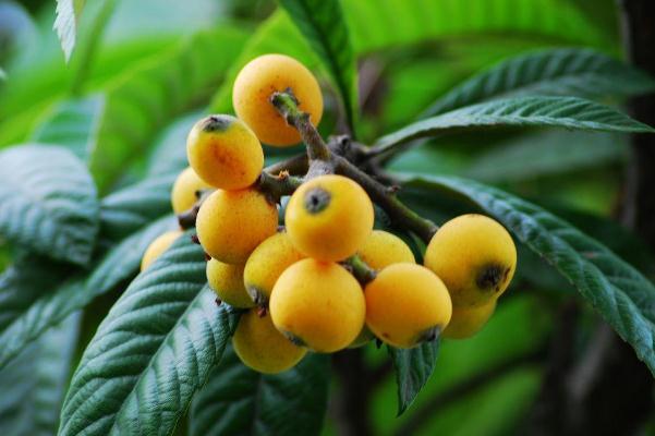 枇杷叶煮水孕妇可以喝吗(枇杷叶煮水孕妇可以喝吗)