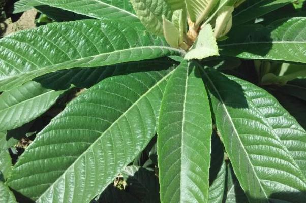 枇杷叶煮水的功效(枇杷叶煮水的功效和作用)