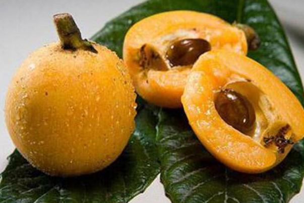 枇杷核吞下去会消化吗(枇杷核吞下去会消化吗儿童) 枇杷核吞下去会消化吗(枇杷核吞下去会消化吗儿童)