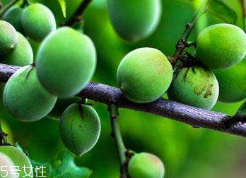 梅花的禁忌人群(梅花家里禁忌)